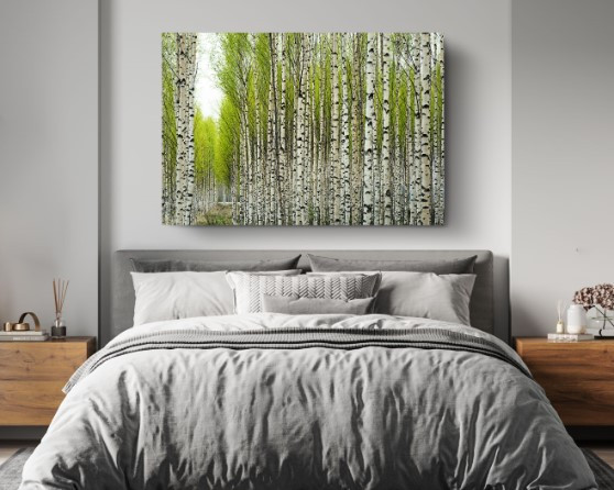 Birch Trees in Spring Canvas Wall Art Home Decoration