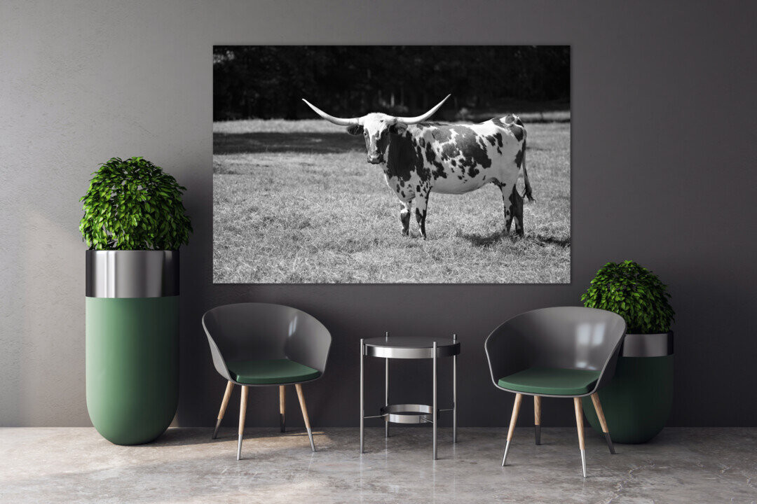 Texas Longhorn Cow in Meadow Animal Canvas Prints